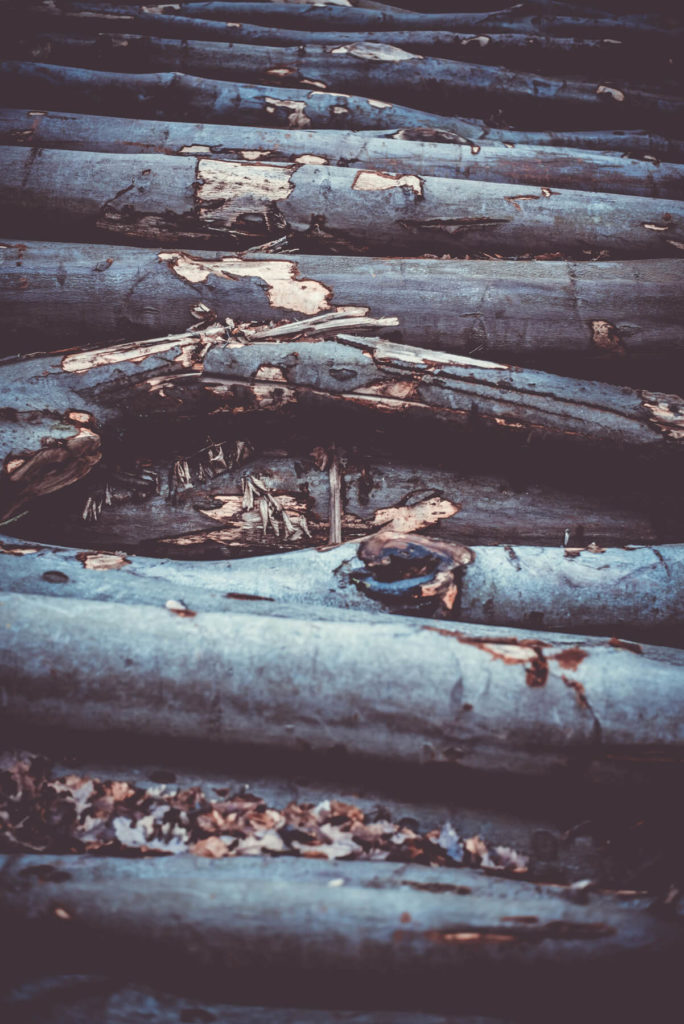World nahaufnahme holz baumstaemme